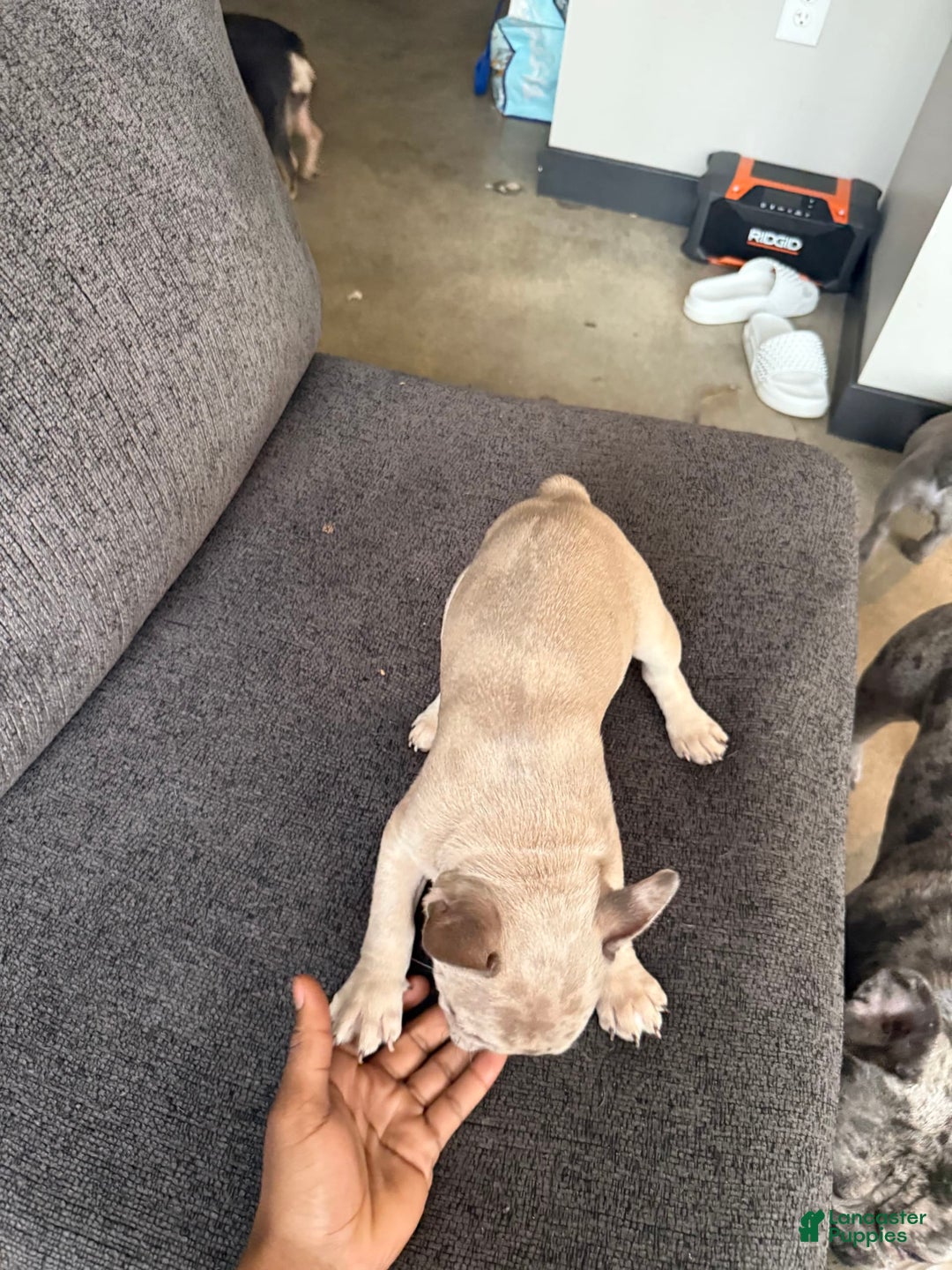 French Bulldog dogs for sale: Dior - Image 1