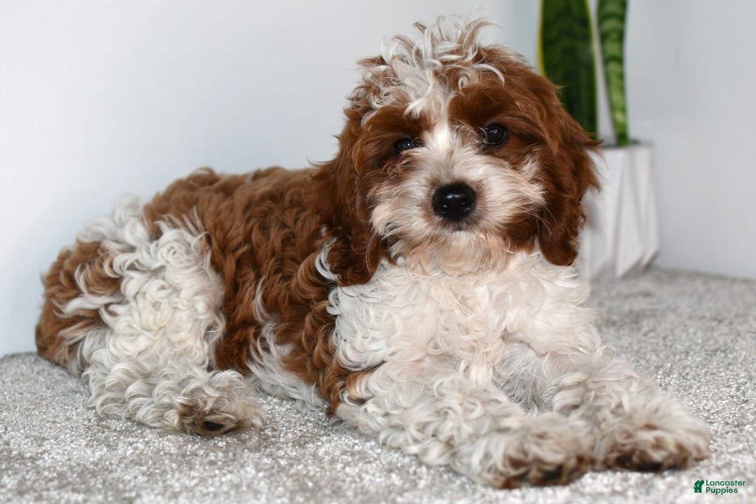 Cavapoo dogs for sale: Mia - Image 15