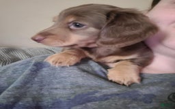 Miniature Dachshund dogs for sale: Miniature Dachshund 2 puppies - Image 1