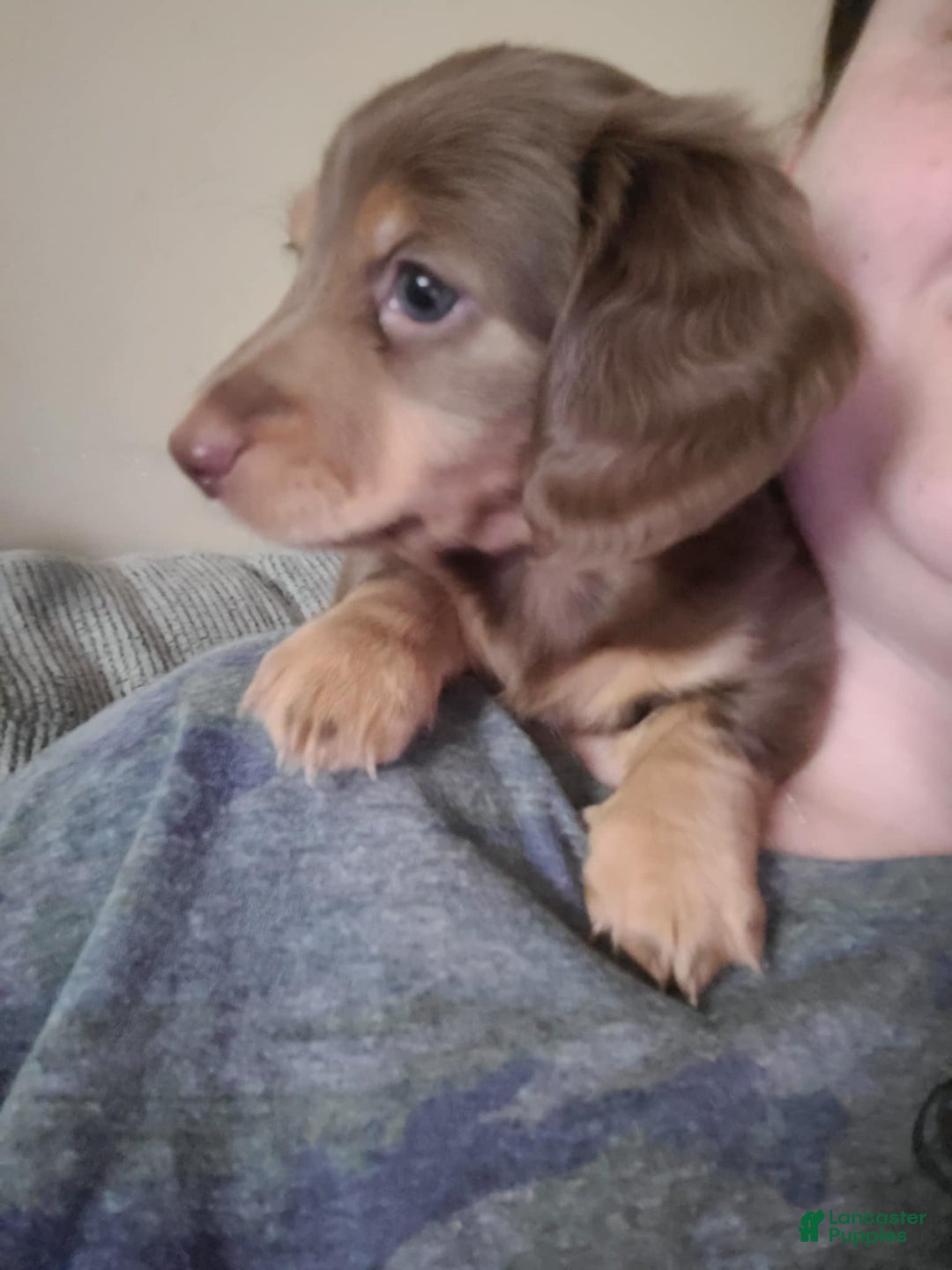 Miniature Dachshund dogs for sale: Miniature Dachshund 2 puppies - Image 1