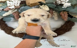 Golden Retriever dogs for sale: Golden Retriever Puppies - Image 6