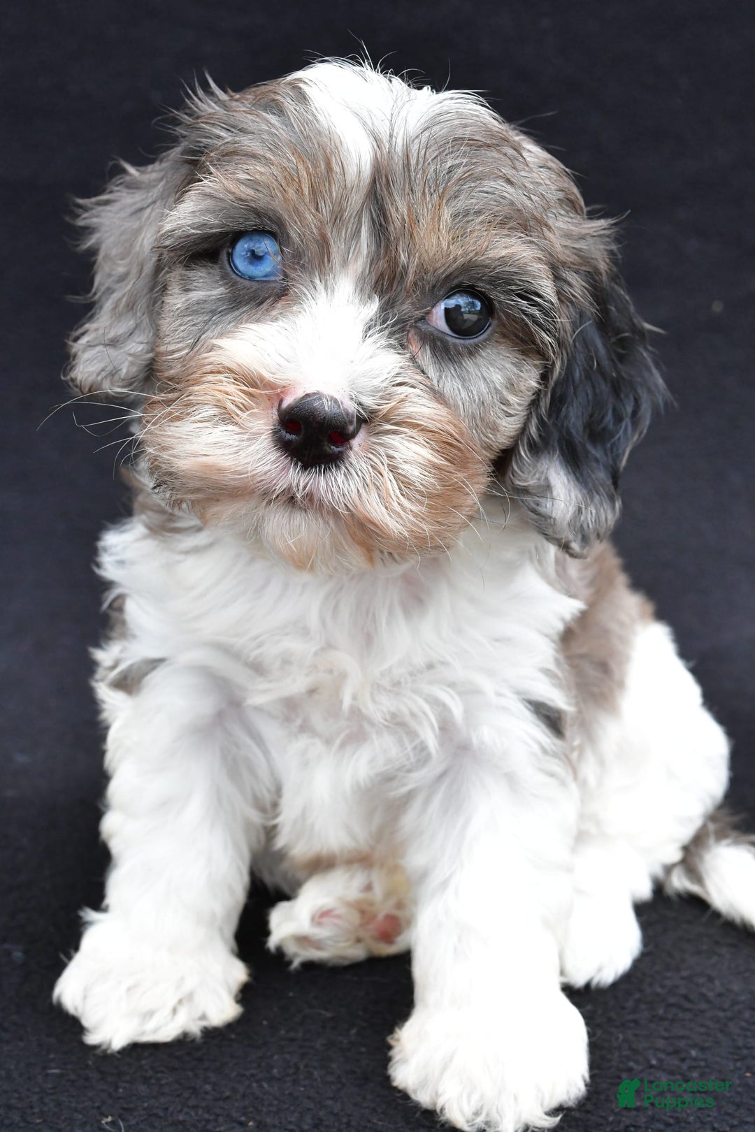 Cavapoo dogs for sale: Reeses - Image 8