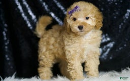 Toy Poodle dogs for sale: Hope - Image 6