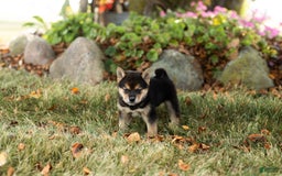 Shiba Inu dogs for sale: Charles - Image 1