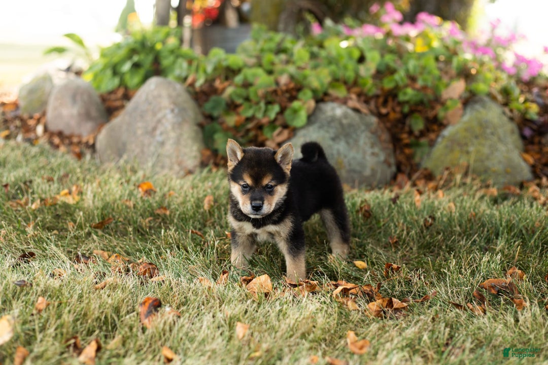 Shiba Inu dogs for sale: Charles - Image 1