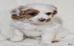 Cavapoo dogs for sale: Milkyway - Image 10