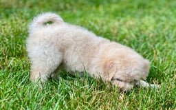 Mini Bernedoodle dogs for sale: Rocky - Image 3
