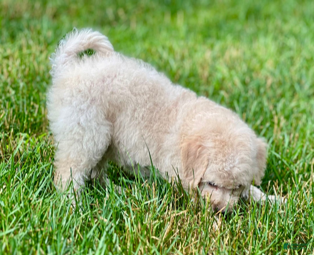 Mini Bernedoodle dogs for sale: Rocky - Image 3