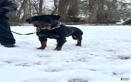 Rottweiler dogs for sale: Purple Collar - Image 6