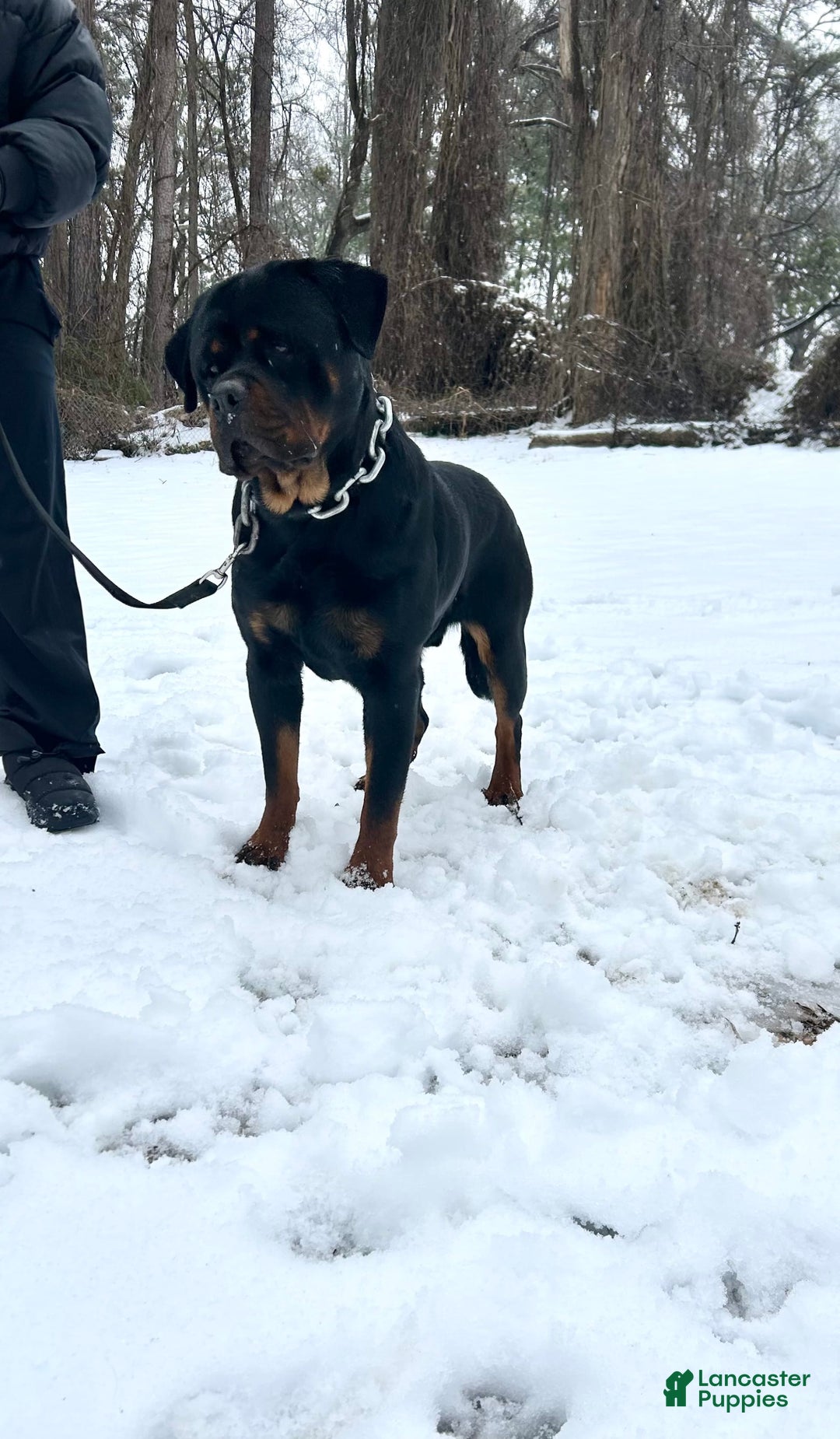 Rottweiler dogs for sale: Purple Collar - Image 6