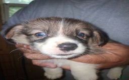 Welsh Corgi Pembroke dogs for sale: Male 1 - Image 1