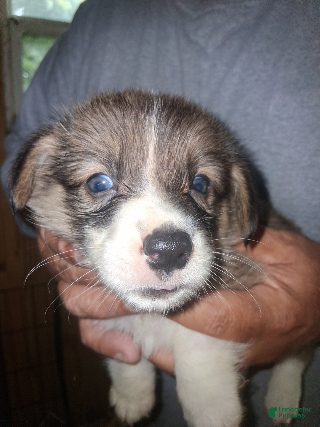 Welsh Corgi Pembroke dogs for sale: Male 1 - Image 1