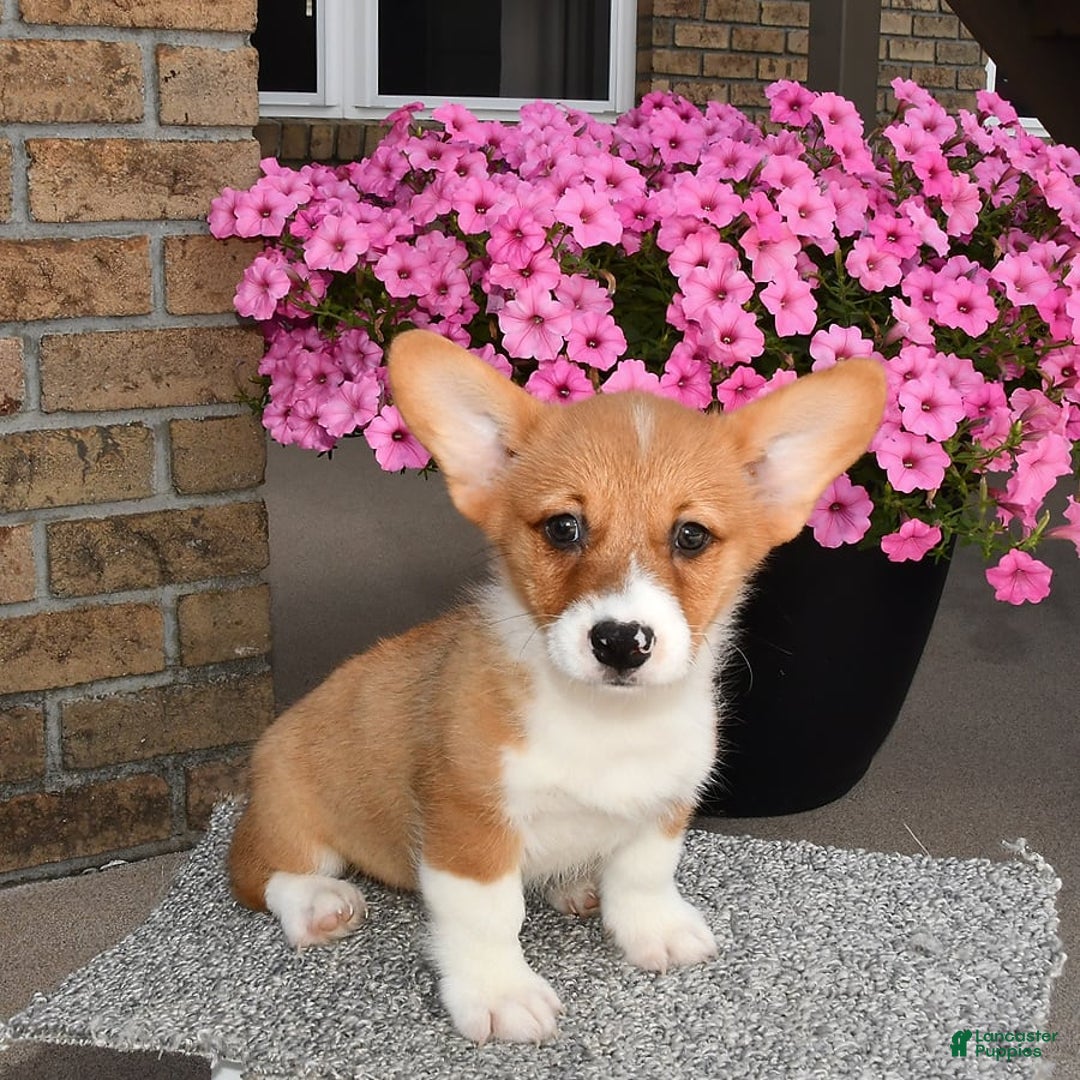 Welsh Corgi Pembroke dogs for sale: Connor - Image 8