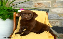 Labrador Retriever dogs for sale: Labrador Retriever 4 puppies - Image 10