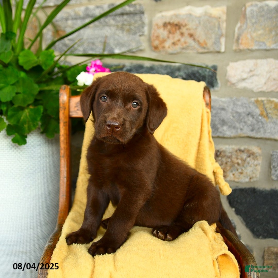 Labrador Retriever dogs for sale: Labrador Retriever 4 puppies - Image 10