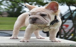 French Bulldog dogs for sale: Rayna Big Rope Velvet Fluffy - Image 48
