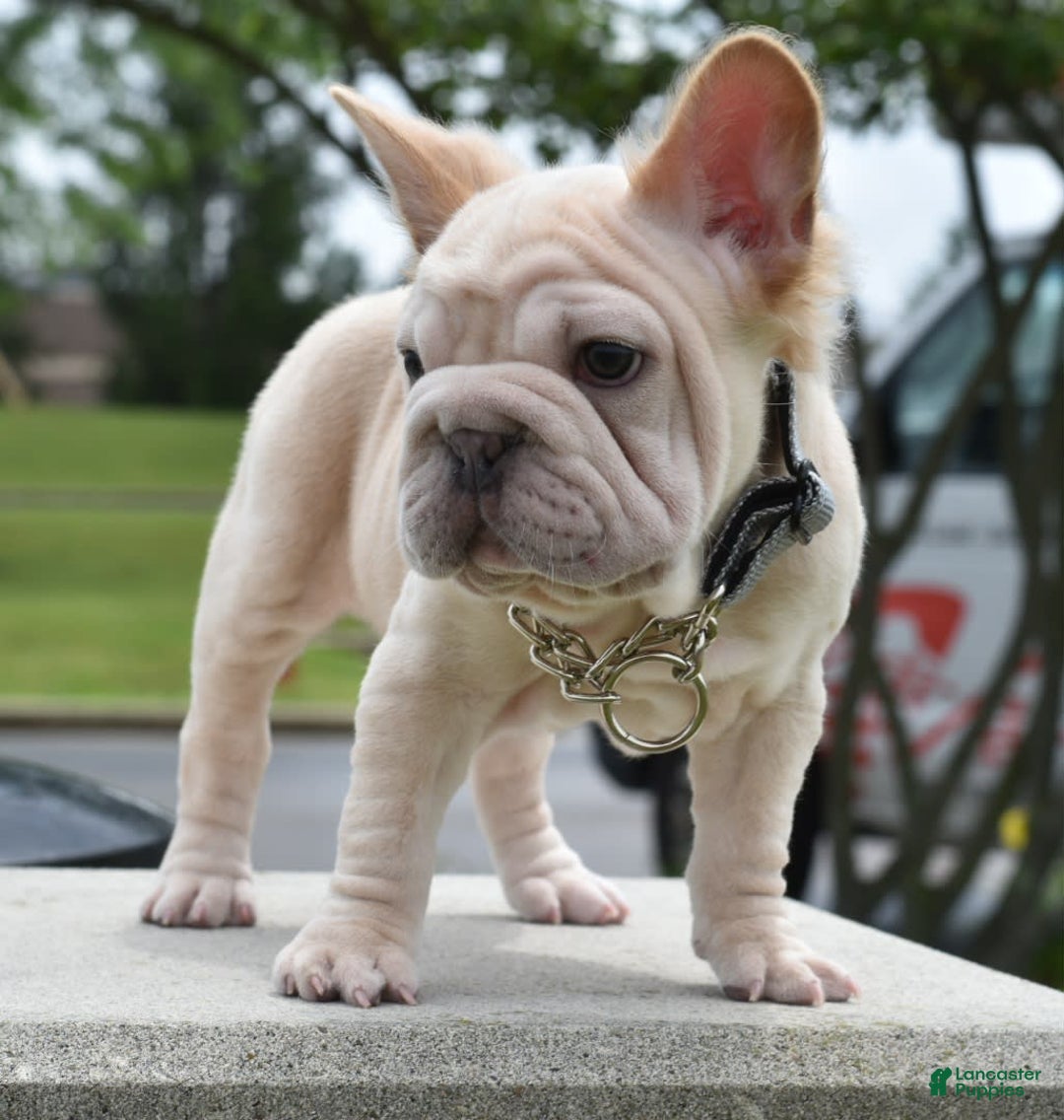 French Bulldog dogs for sale: Rayna Big Rope Velvet Fluffy - Image 48