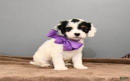Cavapoo dogs for sale: Coconut - Image 2