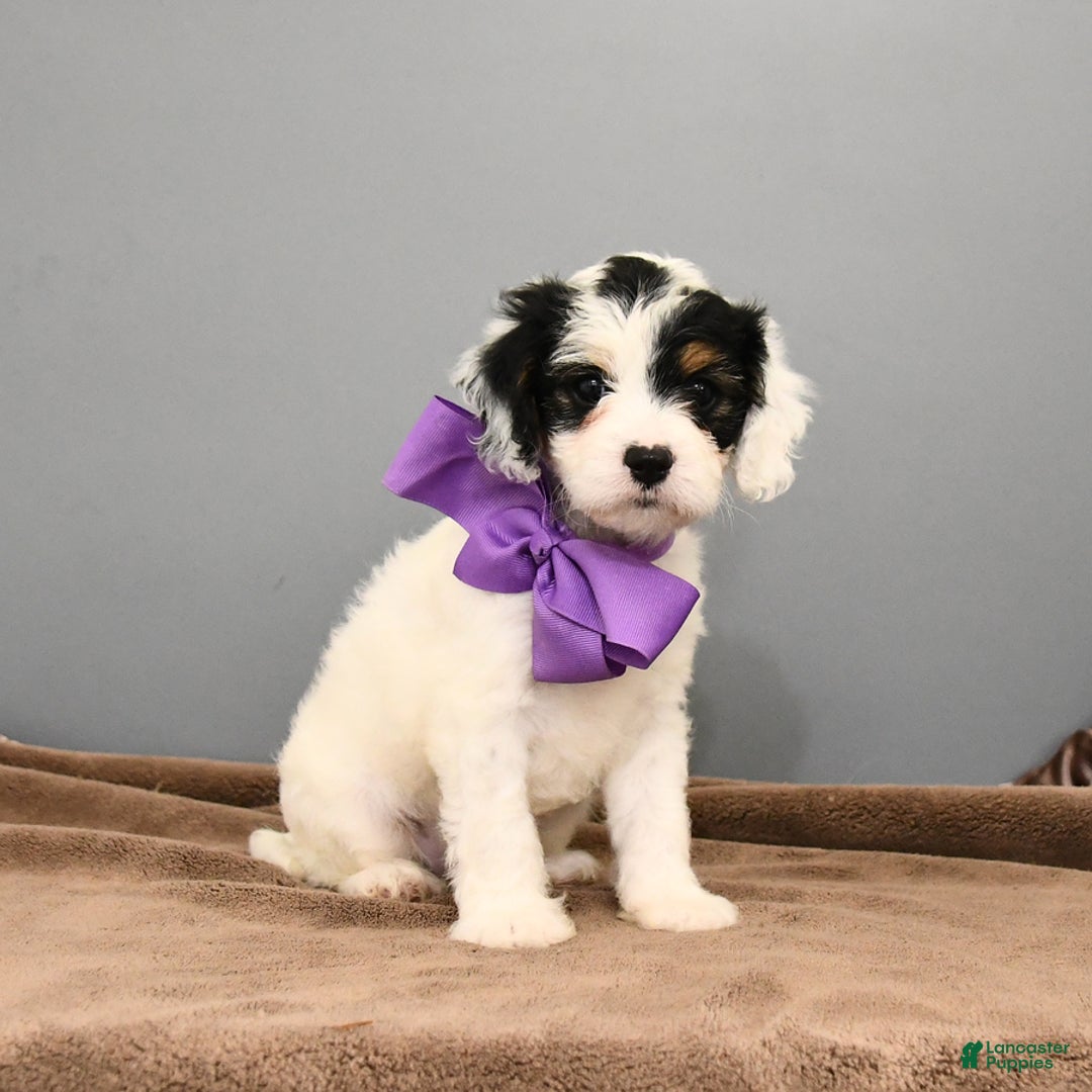 Cavapoo dogs for sale: Coconut - Image 2
