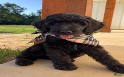 Goldendoodle dogs for sale: Tucker - Image 2