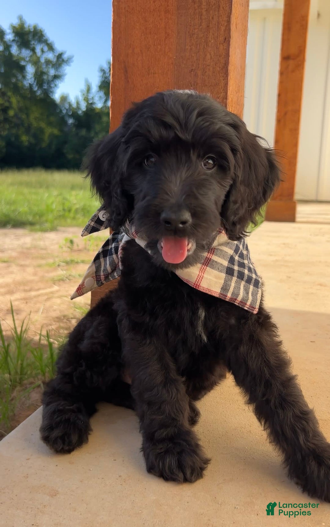 Goldendoodle dogs for sale: Tucker - Image 2