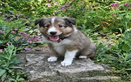 Shetland Sheepdog dogs for sale: Lilly - Image 1