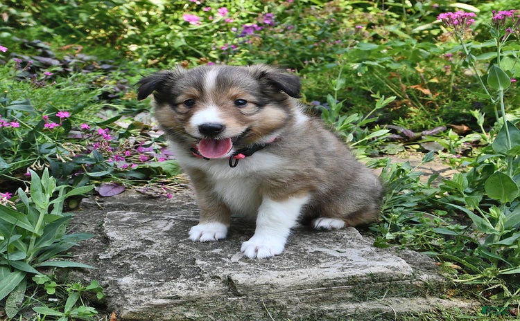 Shetland Sheepdog dogs for sale - Ad 4