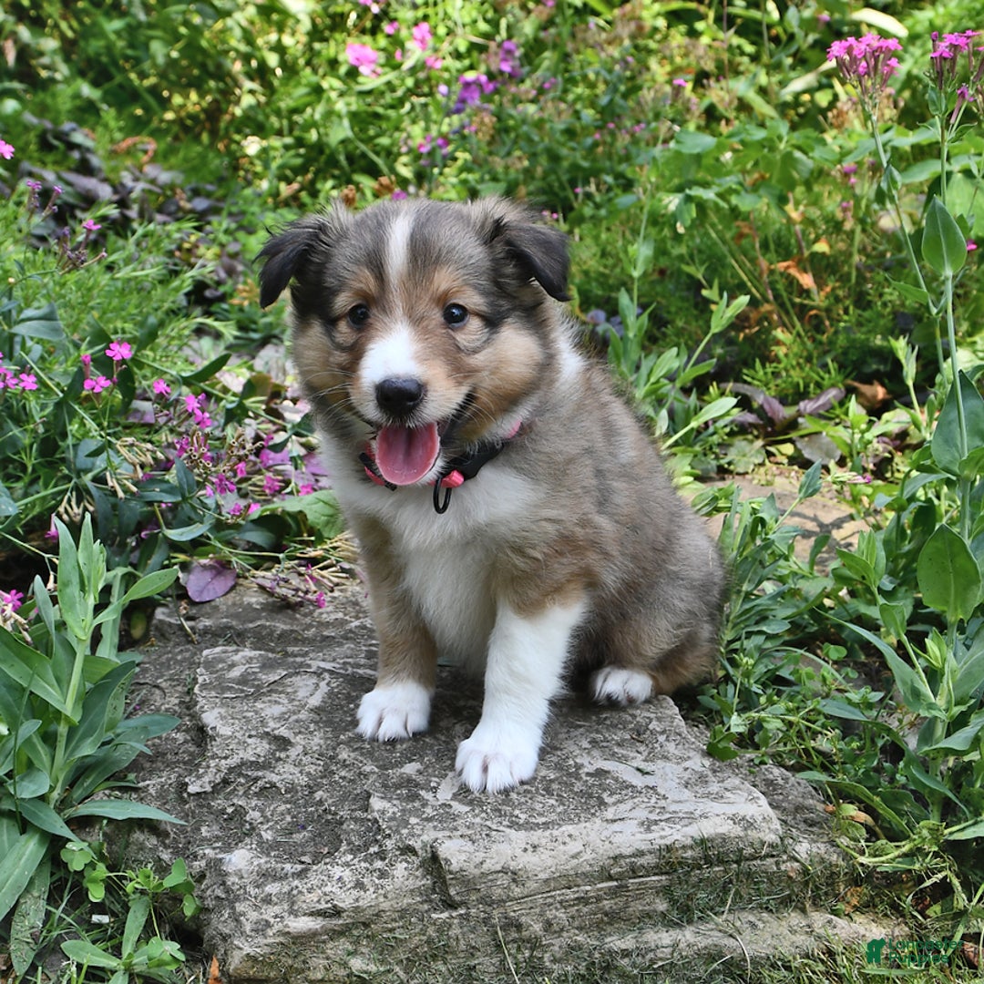 Shetland Sheepdog dogs for sale: Lilly - Image 1