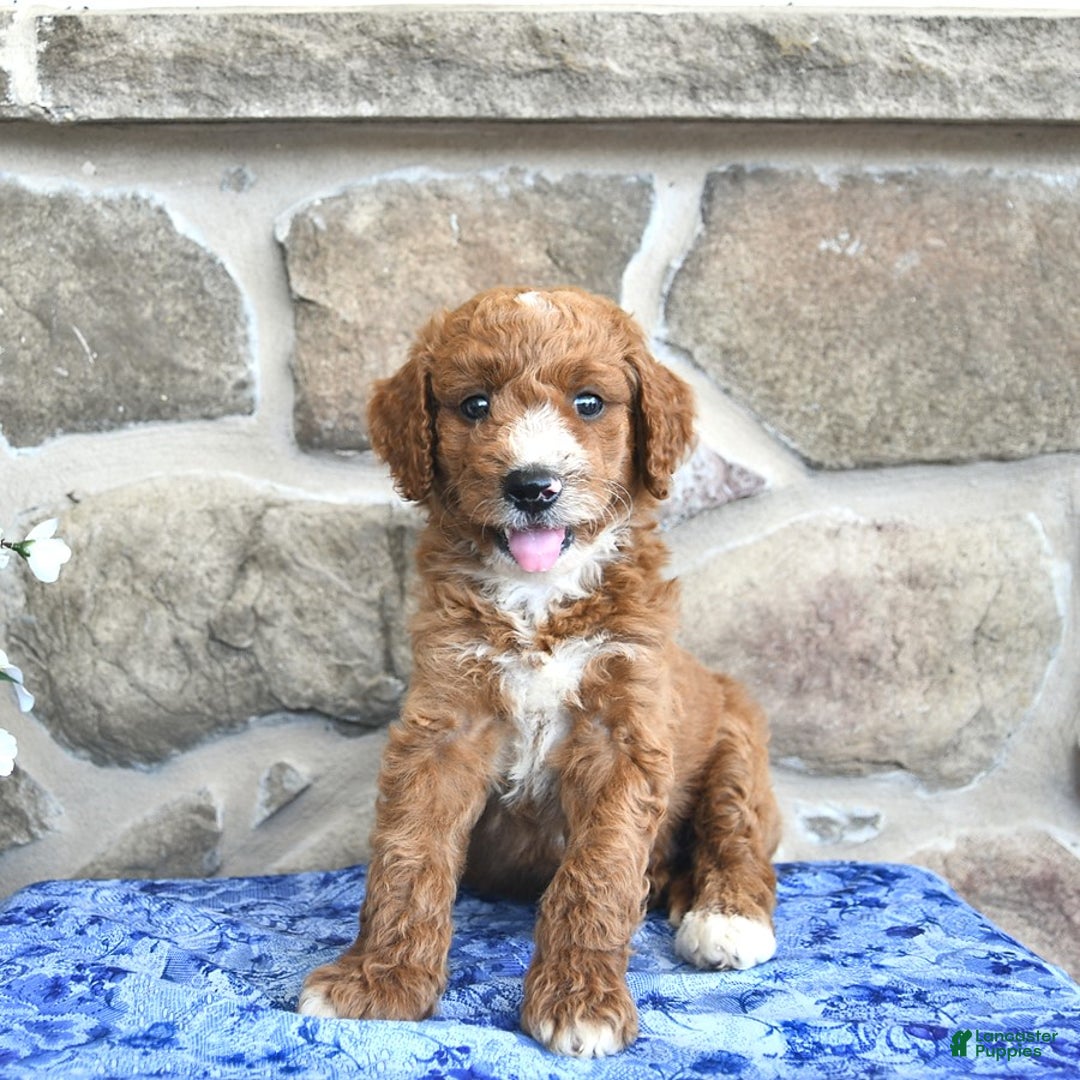 Goldendoodle dogs for sale: Spencer - Image 2