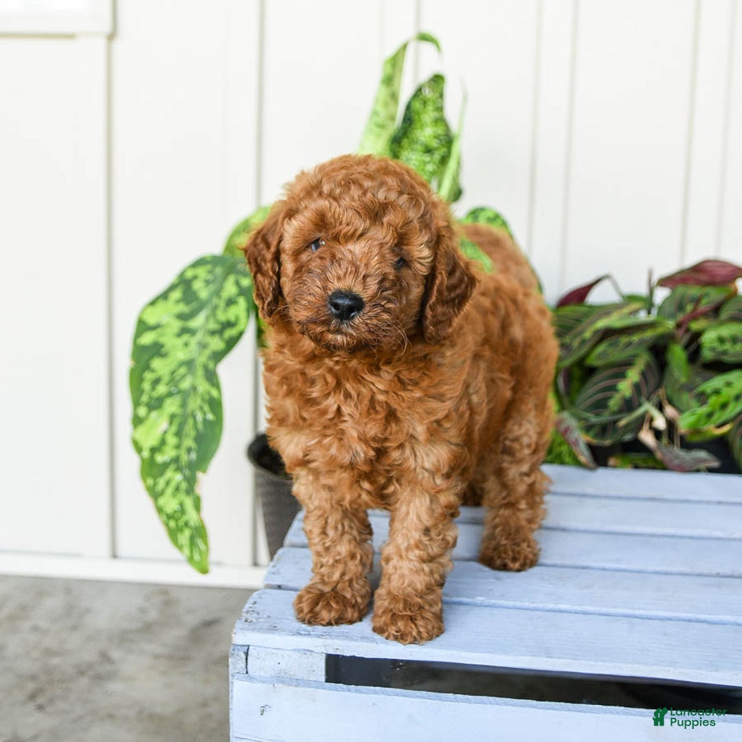 Mini Goldendoodle dogs for sale: Montana - Image 5