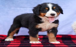 Bernese Mountain Dog dogs for sale: Suse - Image 7