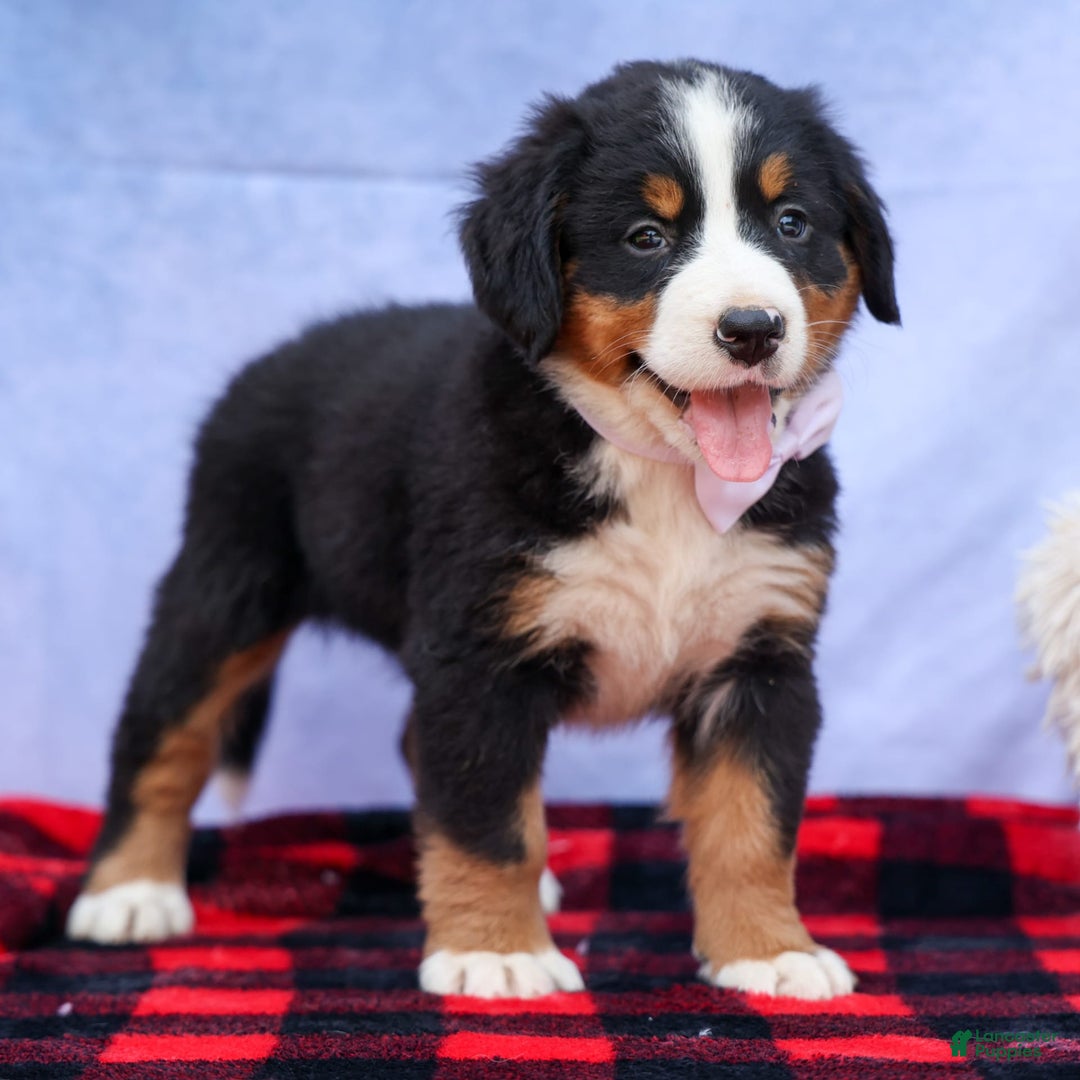 Bernese Mountain Dog dogs for sale: Suse - Image 7