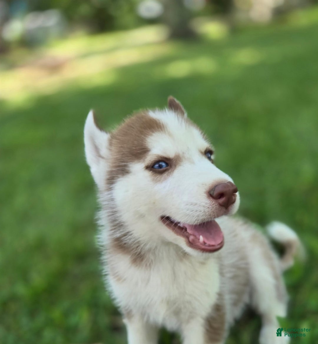 Siberian Husky dogs for sale: Ash - Image 1