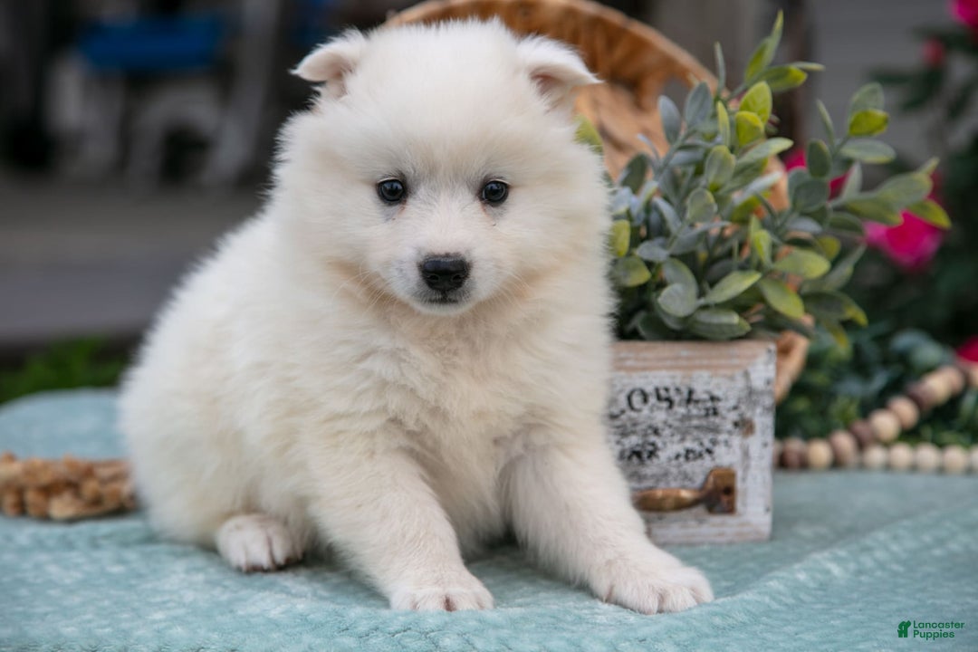 American Eskimo dogs for sale: Icee - Image 3