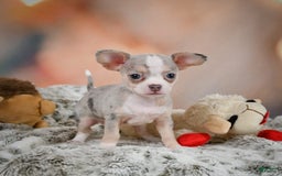 Chihuahua dogs for sale: Una - Image 2