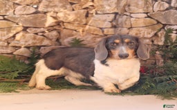 Miniature Dachshund dogs for sale: Krystal - Image 6