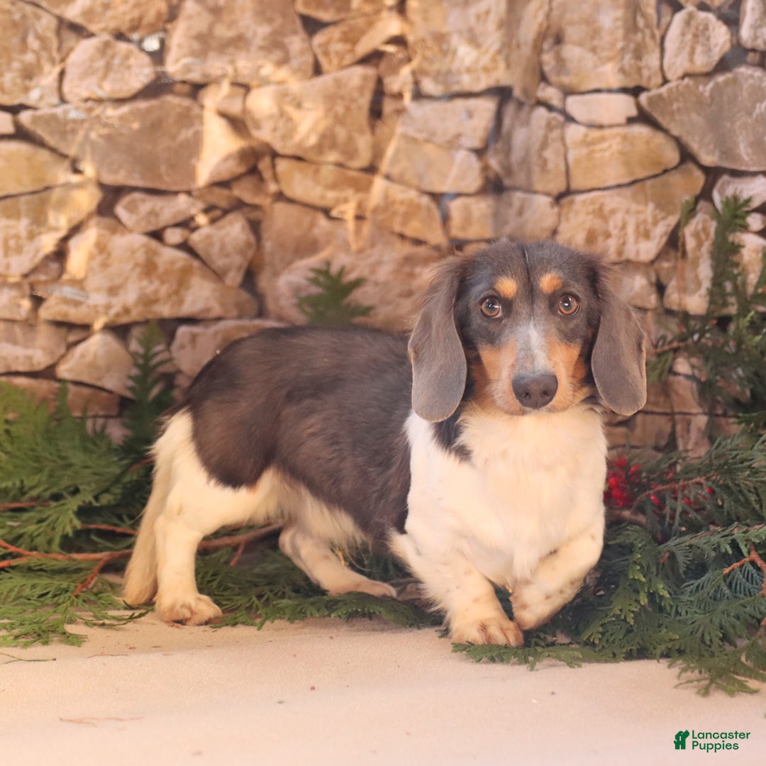 Miniature Dachshund dogs for sale: Krystal - Image 6