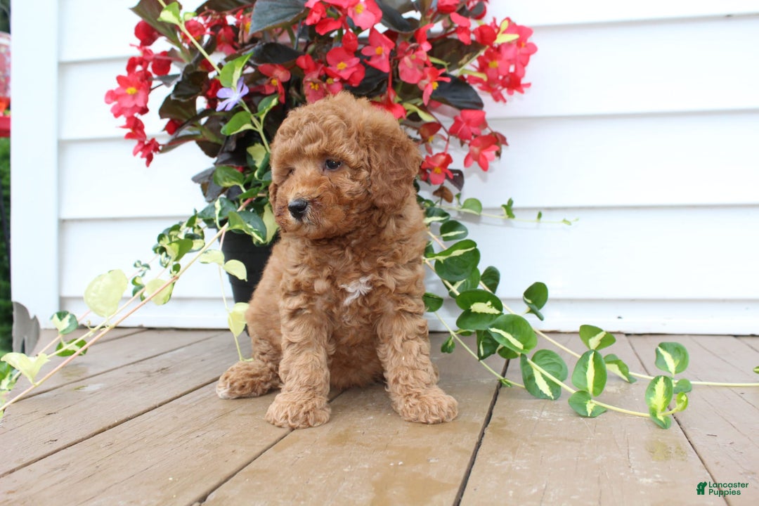 Mini Goldendoodle dogs for sale: Karly - Image 9