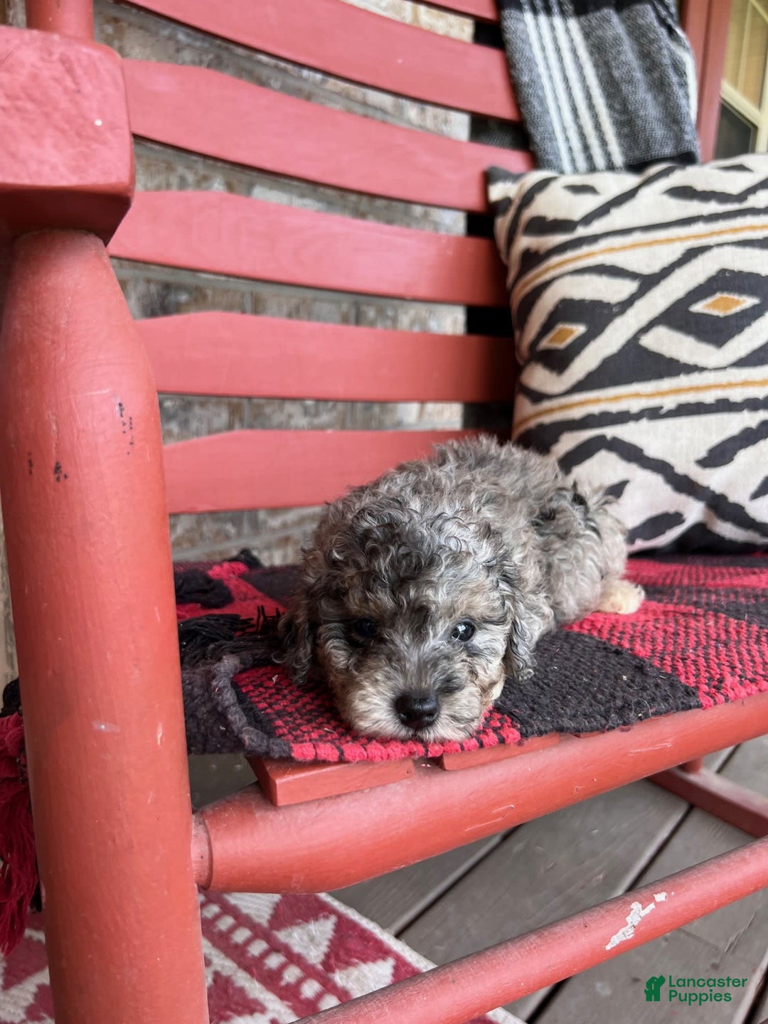 Cavapoo dogs for sale: Roxy - Image 8