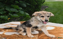 Norwegian Elkhound dogs for sale: Jimmy - Image 3