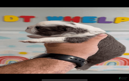 French Bulldog dogs for sale: French Bulldog 5 puppies - Image 3