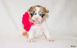 French Bulldog dogs for sale: Athena Akc - Image 4