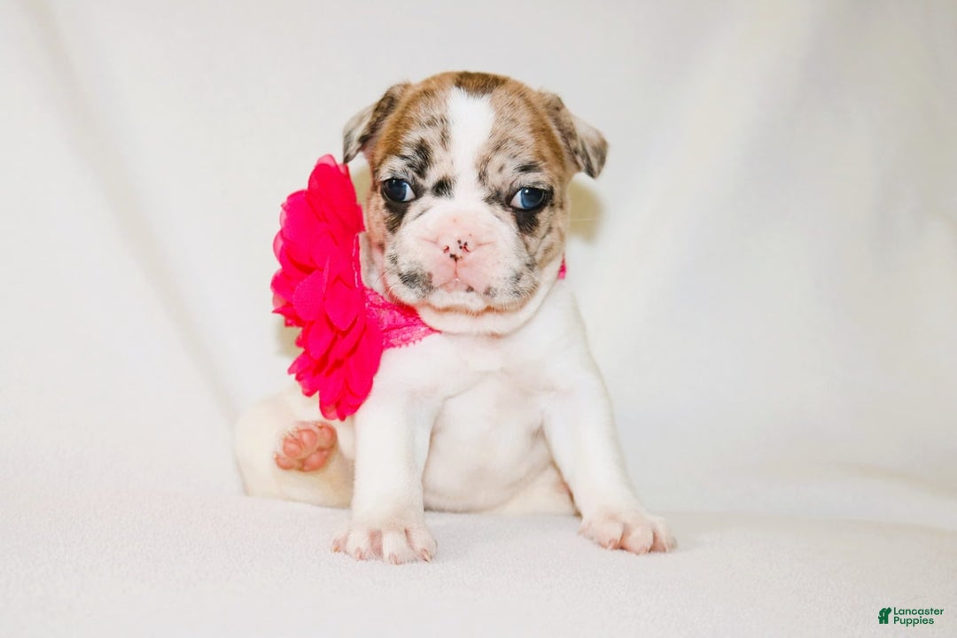 French Bulldog dogs for sale: Athena Akc - Image 4