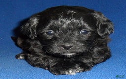 Shihpoo dogs for sale: Toby - Image 4