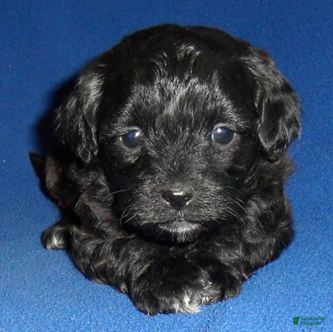 Shihpoo dogs for sale: Toby - Image 4