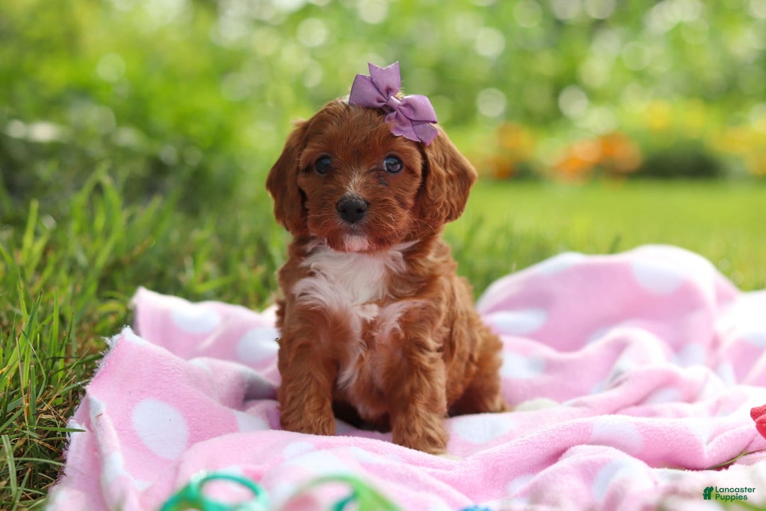 Cavapoo dogs for sale: Polly - Image 7
