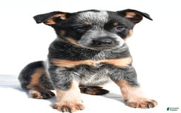 Australian Cattle Dog dogs for sale: Addie - Image 6