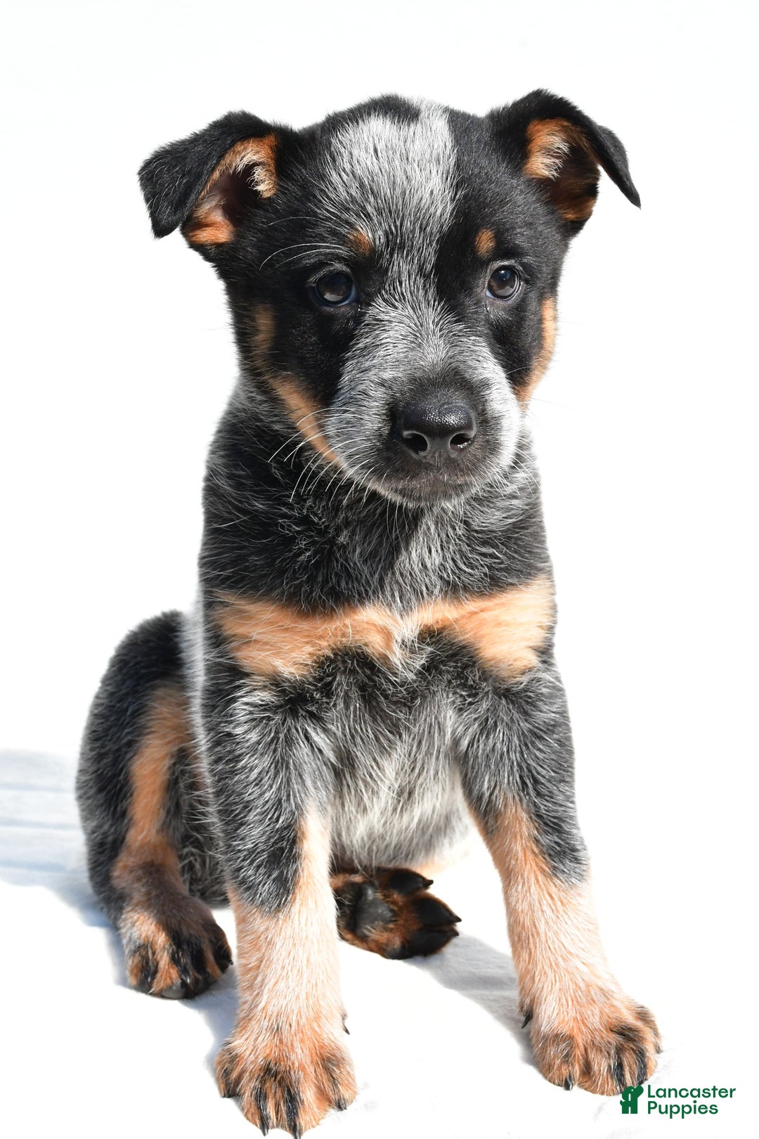 Australian Cattle Dog dogs for sale: Addie - Image 6