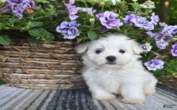 Maltese dogs for sale: Jessie - Image 1