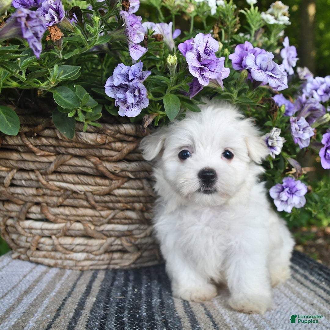 Maltese dogs for sale: Jessie - Image 1